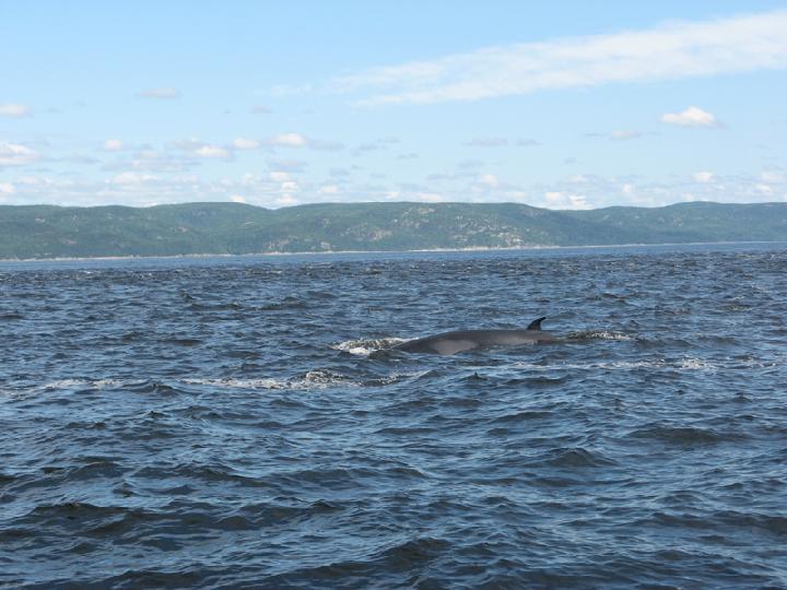 Baleines 014.JPG